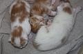 kittens 038